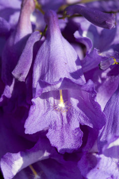 Jacaranda tree trunk with small flowers and sky