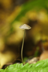 Beautiful mushroom