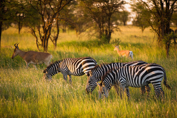 Fototapeta na wymiar Zebras on african savannah in golden light