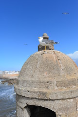 Essaouira Marokko