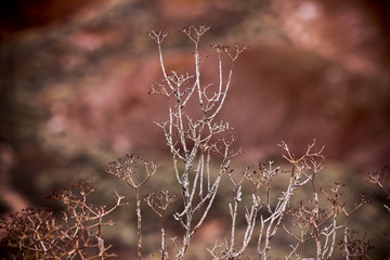 Desert Plant