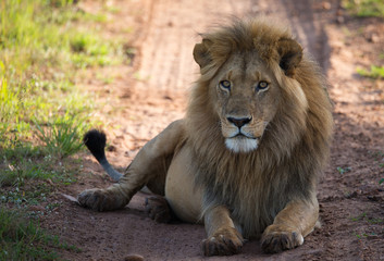 Naklejka na ściany i meble Lion on the savannah road in morning light