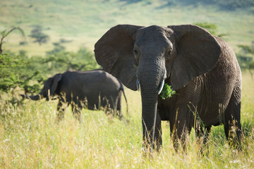 Naklejka na ściany i meble Big african elephant in serengeti national park