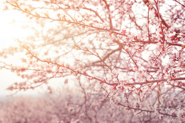 Apple spring flower, blossoming tree 