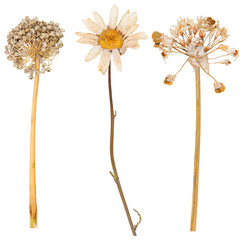 Set of wild dry pressed flowers and leaves