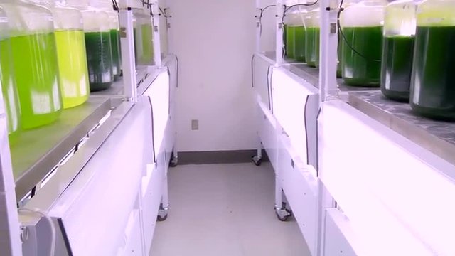 Algae is developed and used by researchers as a biofuel.
