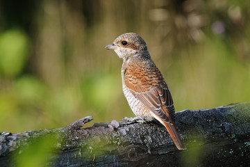 Portrait of an young red-backed shrike, Russia
