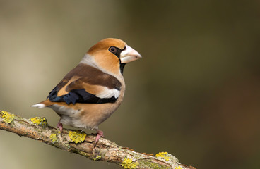 Hawfinch (Coccothraustes coccothraustes)