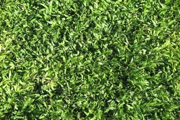 Freshly mown lawn grass in the Vietnam central street