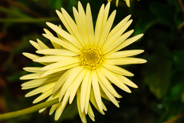 Yellow flower