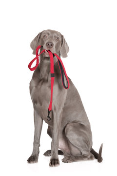 Weimaraner Dog Holding A Red Leash