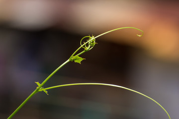Green leaf vine growing