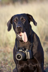 Happy black Labrador retriever looking