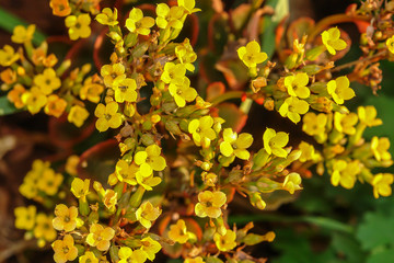 Yellow flowers