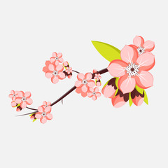 Almond or apricot branch in blossom isolated on white background