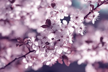 Spring cherry blossoms Sakura