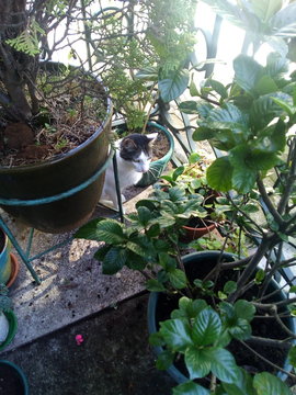 Gato en el valcon lleno de plantas verdes