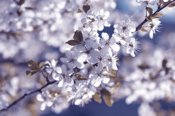 Spring cherry blossoms Sakura