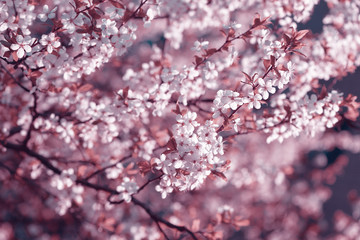 Spring cherry blossoms Sakura