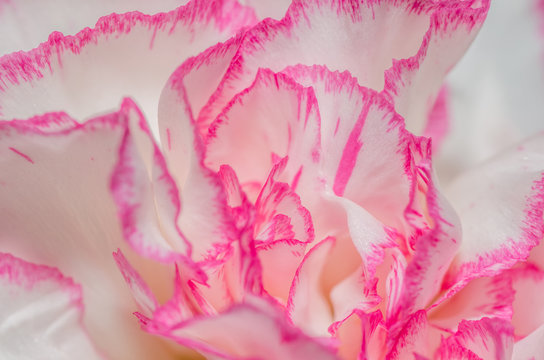 rosa weisse blueten