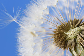 Closeup of dandelion on blue background