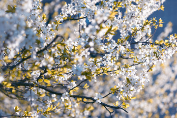 Spring cherry blossoms Sakura