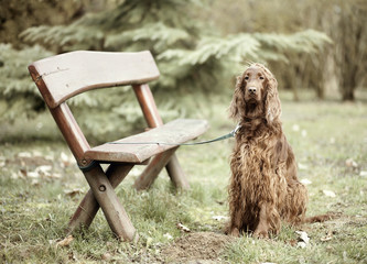 Dog waiting near a bench