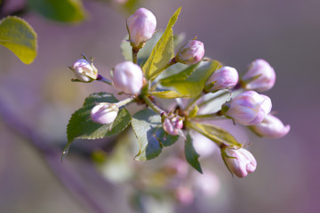 Beautiful flowering apple tree background with blooming flowers in spring day