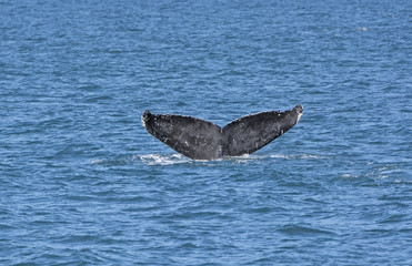 Whale Flukes on the way down