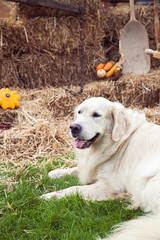 Golden retriever dog resting on hay