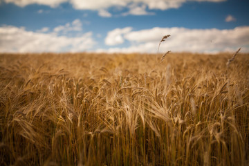 Obraz premium golden wheat field and sunny day