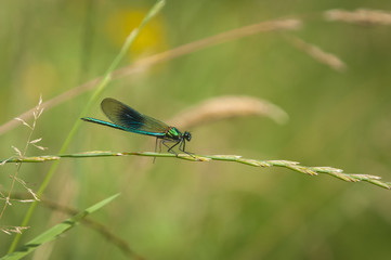 A male Banded Demoiselle, Calopteryx splendens, resting on a grass stalk.