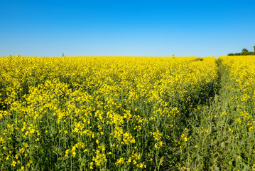 Rapeseed field