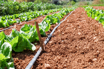 bed with young plants