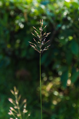Flowering Grass Background