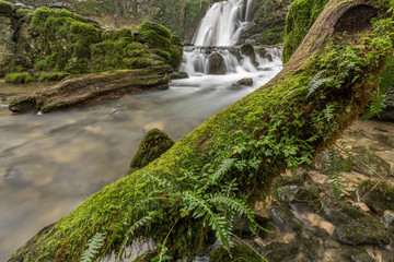 Fototapeta na wymiar Beautiful cascading waterfall surrounded by green foliage. Janet's Foss, Yorkshire Dales, UK.