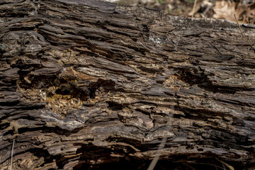 Rotten wood texture