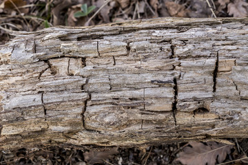 Rotten wood texture