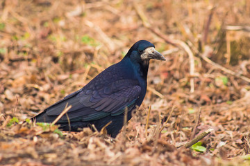 Crow walking on the street