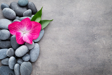 Fototapeta na wymiar Spa stones and flowers, on grey background.