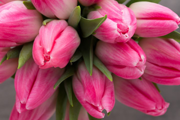 Obraz premium More tulip on the grey background.