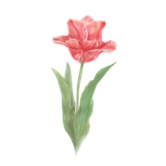 Red watercolor tulip flower