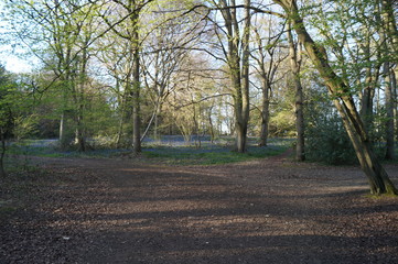 Open wood with bluebells