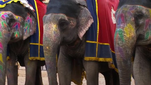 Three painted elephants
