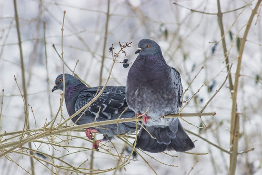 Pigeons sitting on the branch