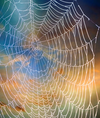 Close up of spider web against sky
