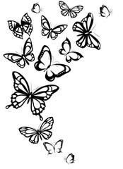 Fototapeta premium butterflies design