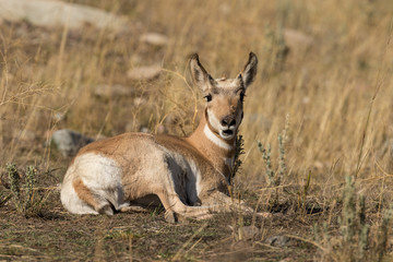 Naklejka na ściany i meble Pronghorn Antelope Fawn Bedded