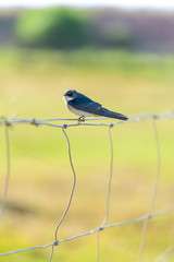 Bird on barbed wire fence