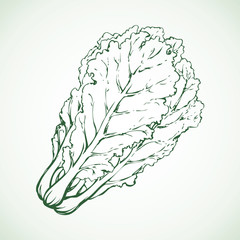 Chinese cabbage. Vector drawing